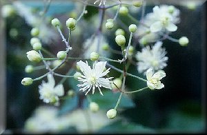 Clematis photograph