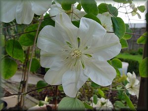 Clematis photograph