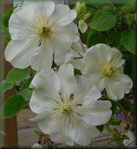 Clematis photograph