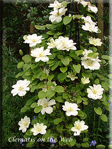 Clematis photograph