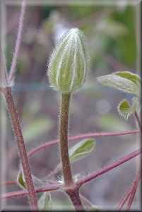 Clematis photograph