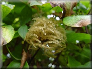 Clematis photograph