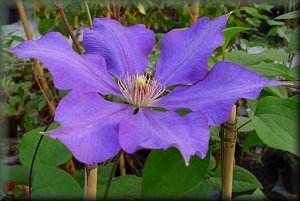 Clematis photograph