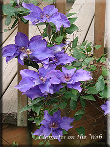 Clematis photograph