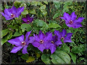 Clematis photograph