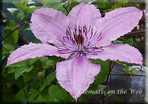 Clematis photograph