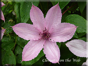 Clematis photograph