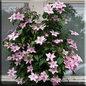 Clematis photograph