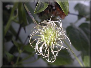 Clematis photograph