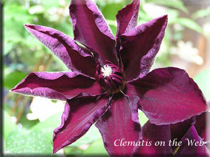 Clematis photograph