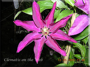 Clematis photograph