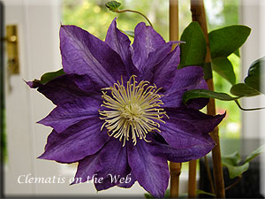 Clematis photograph