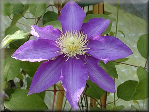 Clematis photograph