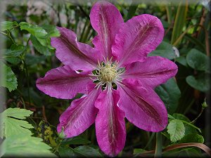 Clematis photograph