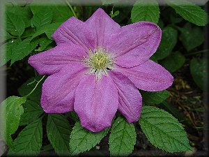 Clematis photograph