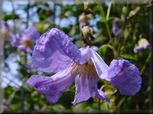 Clematis photograph