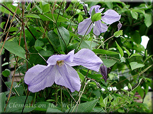 Clematis photograph