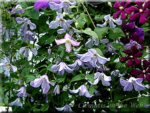 Clematis photograph