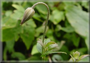 Clematis photograph