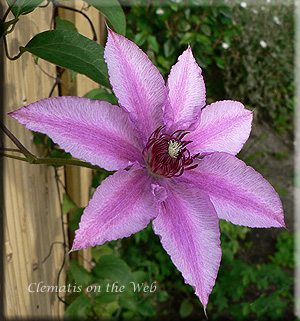 Clematis photograph