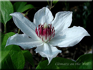 Clematis photograph