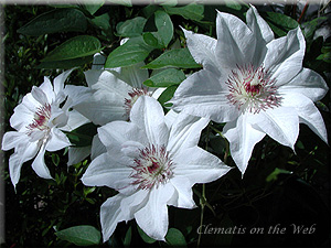 Clematis photograph