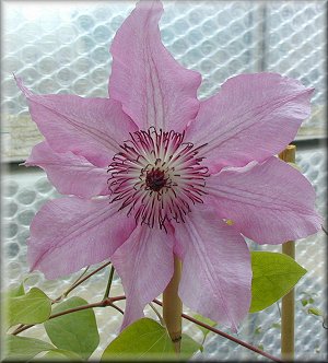 Clematis photograph