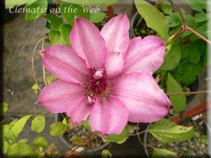 Clematis photograph