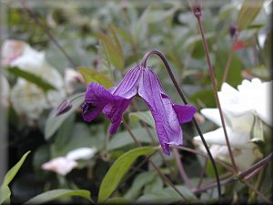 Clematis photograph