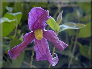 Clematis photograph