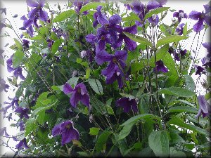 Clematis photograph