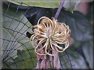 Clematis photograph