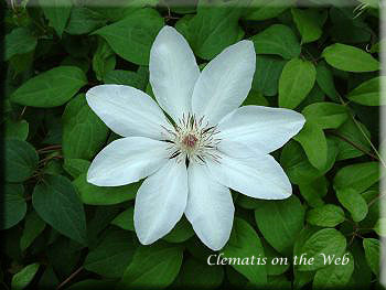 Clematis photograph