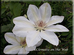 Clematis photograph