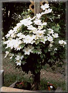 Clematis photograph