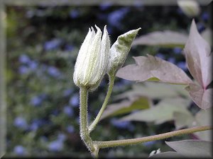 Clematis photograph