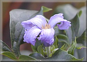 Clematis photograph