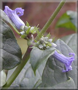 Clematis photograph