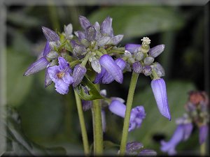 Clematis photograph