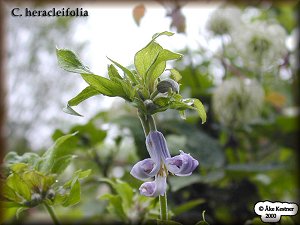 Clematis photograph