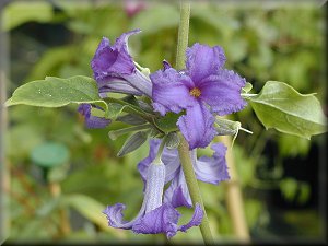 Clematis photograph