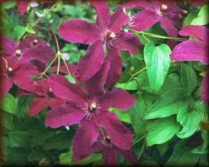 Clematis photograph