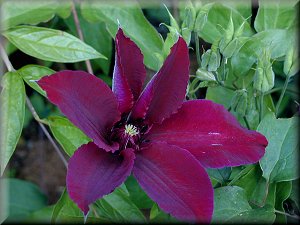 Clematis photograph