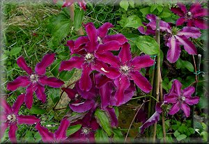 Clematis photograph