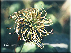 Clematis photograph