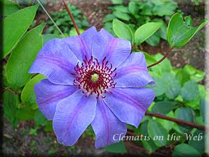 Clematis photograph