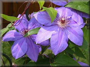 Clematis photograph