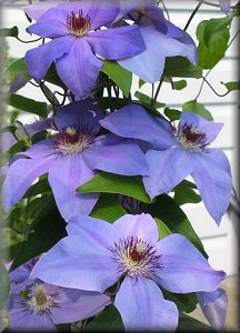 Clematis photograph