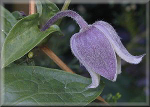 Clematis photograph