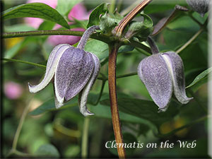 Clematis photograph